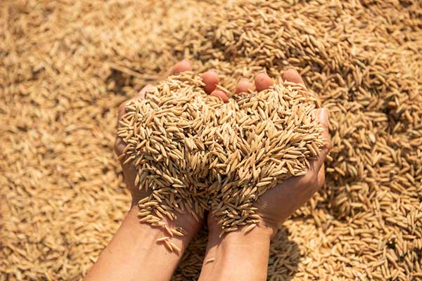 Paddy Drying